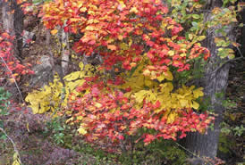 Homes in Harrison Arkansas